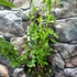Kép 9/14 - Plumbago auriculata - ólomvirág