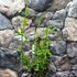 Kép 6/14 - Plumbago auriculata - ólomvirág