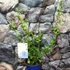 Kép 7/14 - Plumbago auriculata - ólomvirág