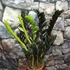 Kép 3/4 - Zamioculcas zamiifolia 'Raven'