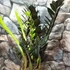 Kép 4/4 - Zamioculcas zamiifolia 'Raven'
