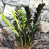 Kép 2/4 - Zamioculcas zamiifolia 'Raven'