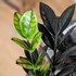 Kép 1/8 - Zamioculcas zamiifolia 'Raven'