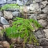 Kép 3/13 - Delonix Regia - tűzvirágfa