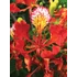 Kép 8/13 - Delonix Regia - tűzvirágfa