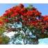 Kép 12/13 - Delonix Regia - tűzvirágfa