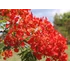 Kép 2/13 - Delonix Regia - tűzvirágfa