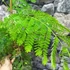 Kép 6/13 - Delonix Regia - tűzvirágfa