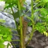Kép 7/13 - Delonix Regia - tűzvirágfa