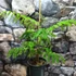 Kép 9/13 - Delonix Regia - tűzvirágfa