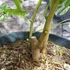 Kép 10/13 - Delonix Regia - tűzvirágfa