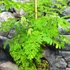 Kép 13/13 - Delonix Regia - tűzvirágfa