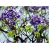Kép 8/9 - Jacaranda Mimosifolia - mimózalevelű zsakaranda