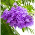 Kép 4/9 - Jacaranda Mimosifolia - mimózalevelű zsakaranda