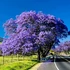 Kép 1/9 - Jacaranda Mimosifolia - mimózalevelű zsakaranda