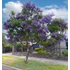 Kép 9/9 - Jacaranda Mimosifolia - mimózalevelű zsakaranda