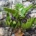 Kép 2/8 - Zamia furfuracea
