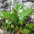 Kép 3/8 - Zamia furfuracea