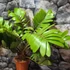 Kép 5/8 - Zamia furfuracea