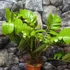 Kép 6/8 - Zamia furfuracea