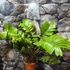 Kép 8/8 - Zamia furfuracea