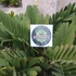 Kép 4/8 - Zamia furfuracea