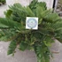 Kép 7/8 - Zamia furfuracea