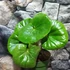 Kép 2/8 - Farfugium japonicum