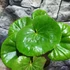 Kép 3/8 - Farfugium japonicum
