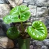 Kép 4/8 - Farfugium japonicum