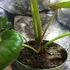 Kép 5/8 - Farfugium japonicum