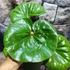 Kép 6/8 - Farfugium japonicum