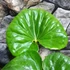 Kép 7/8 - Farfugium japonicum