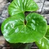 Kép 8/8 - Farfugium japonicum