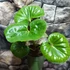 Kép 1/8 - Farfugium japonicum