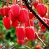 Kép 1/10 - Crinodendron hookerianum - lámpásfa