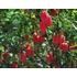 Kép 4/10 - Crinodendron hookerianum - lámpásfa