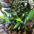 Kép 7/10 - Crinodendron hookerianum - lámpásfa