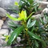 Kép 2/10 - Crinodendron hookerianum - lámpásfa