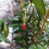 Kép 8/10 - Crinodendron hookerianum - lámpásfa