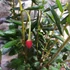 Kép 3/10 - Crinodendron hookerianum - lámpásfa