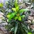 Kép 9/10 - Crinodendron hookerianum - lámpásfa