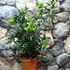 Kép 5/10 - Crinodendron hookerianum - lámpásfa