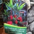 Kép 10/10 - Crinodendron hookerianum - lámpásfa