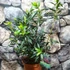 Kép 6/10 - Crinodendron hookerianum - lámpásfa