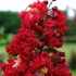 Kép 1/5 - Lagerstroemia indica 'Red Rocket' – Kínai selyemmirtusz