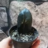 Kép 1/5 - Zamioculcas zamiifolia 'Raven' levéldugvány