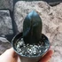 Kép 3/5 - Zamioculcas zamiifolia 'Raven' levéldugvány