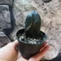 Kép 4/5 - Zamioculcas zamiifolia 'Raven' levéldugvány