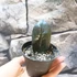 Kép 5/5 - Zamioculcas zamiifolia 'Raven' levéldugvány